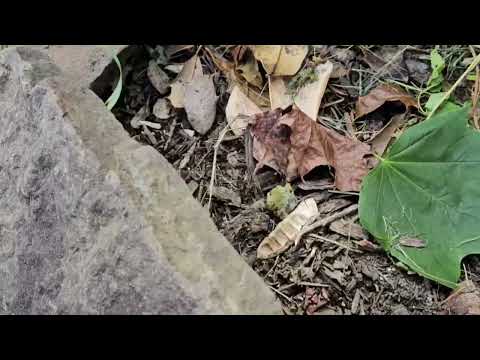 Ants Coming from the Garden in Sea Girt, NJ