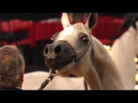 BESSOLINA EL MARWAN | Las Vegas 2018