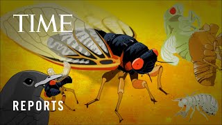 A Guide to the Rare 2024 Cicada Co-Emergence