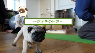 生後3ヶ月の子パグの日常