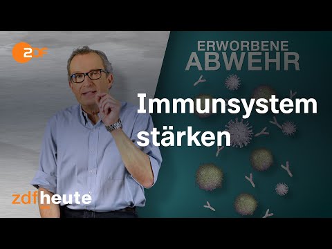 Wie funktioniert unser Immunsystem?