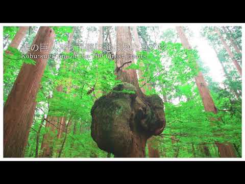 【上小阿仁村】 上大内沢自然公園観察教育林