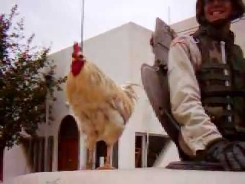 1-1 CAV. The boys meet a chicken.