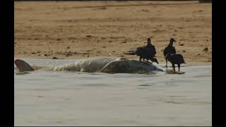 A Amazônia em chamas.. #canaldojabarana