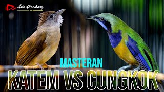 Download lagu MASTERAN WAJIB !! CUNGKOK GACOR vs KATEM GACOR mp3