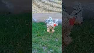 Download lagu Original Turkish Mramir Brama mp3