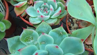 How To Treat Powdery Mildew & Mold on Succulents Plants