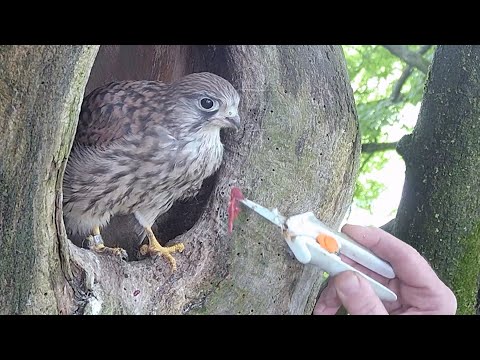 Last of Mr Kes' Kestrel Chicks Fledges 🙌  | Mr & Mrs Kes | Robert E Fuller
