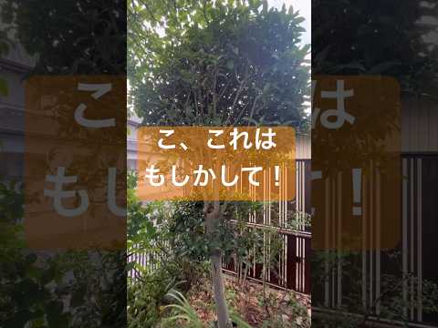 秋に剪定する果樹はどれ？庭師が教えるメンテナンス成功の秘訣！  庭園