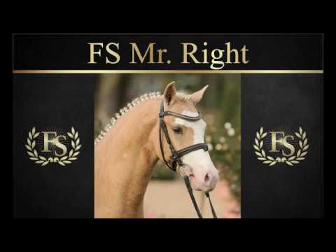FS Mr Right | Hengstschau 2020 | Ferienhof Stücker