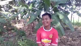 preview picture of video 'Asal usul pohon mangga di kampung durian runtuh'