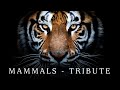 Mammals Wildlife Tribute BBC Earth Edit