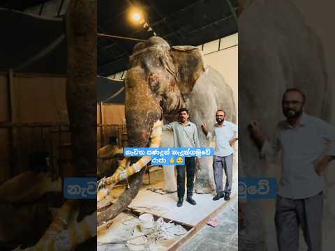 නැඳුන්ගමුවේ රාජාට පණ දුන්න විදිහ 🥹🙏. nadungamuwe raja