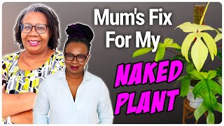 Your Semi Hydroponics Plant Lost All Its Leaves. Here's How to Fix the Bare Stem