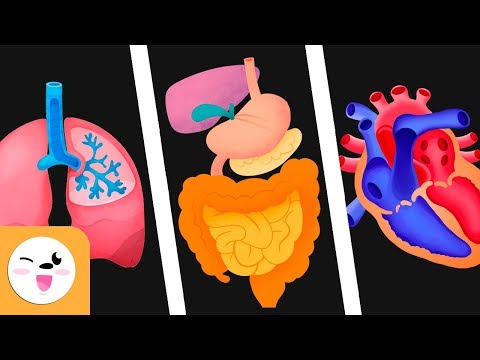 Human body organs for kids - Circulatory system, digestive system and respiratory system for kids