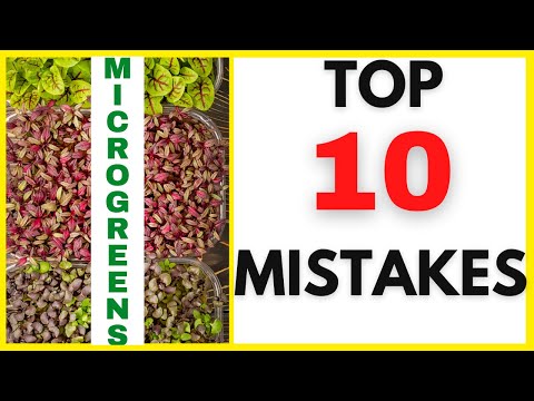 TOP 10 MISTAKES New Microgreens Growers Make