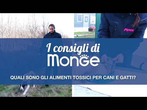 Quali sono gli alimenti tossici per cani e gatti?