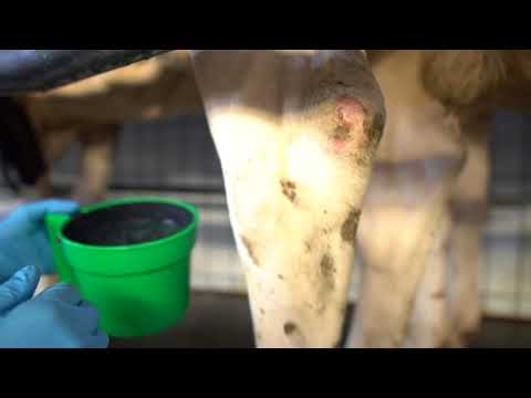 Melken auf Haus Düsse