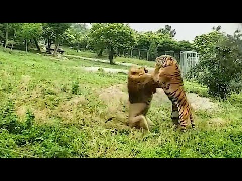 Tiger VS Lion Real Fight - Lion VS Tiger - Tough Creatures [Ep. 2]