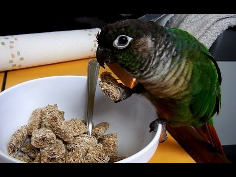 Talking Green Cheek Conure (not again!) Talking Green Cheek Conure (not again!)