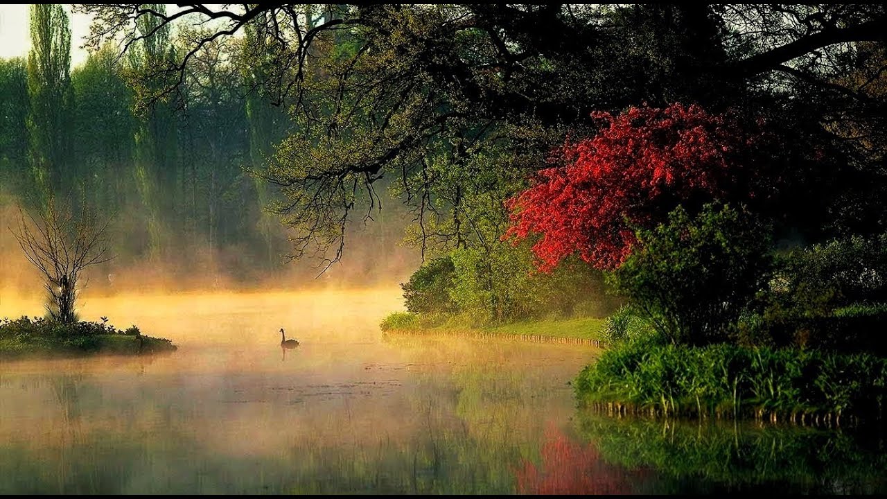 Adagio Albinoni (Strings and Organ)