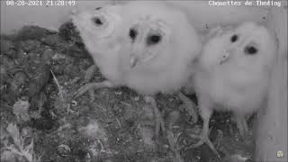 Streit um eine Beute