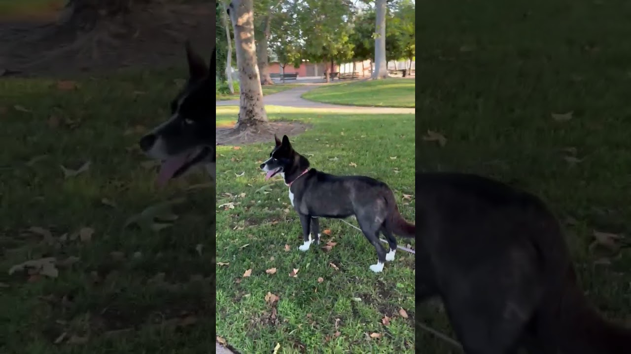 Panda, a ADOPTABLE mixed breed in Van Nuys, CA video 4/4