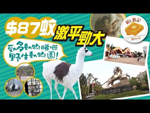 [窮L遊記·深圳行程篇] #08-1 深圳野生動物園｜$87蚊 激平 勁大 勁多動物睇嘅野生動物園！