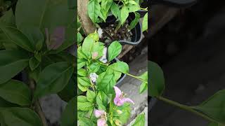 Download lagu #my#bougainvillea#blooming#flowers#viral#youtubeshore mp3