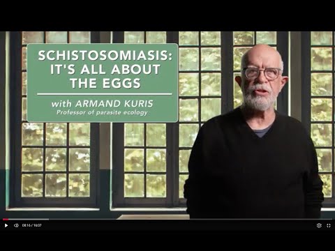 Schistosomiasis: It’s all about the eggs