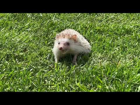 Cute hedgehog goes exploring outside!