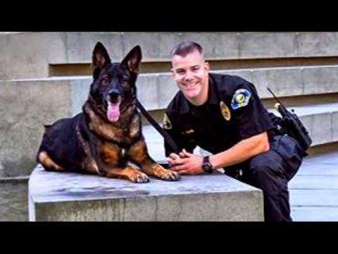 YouTube video about: What do police dogs do off duty?
