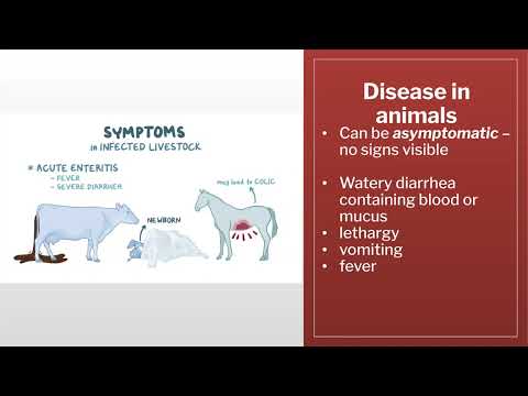 Foodborne Salmonellosis