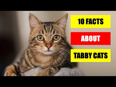 10 Facts About Tabby Cats You Probably Didn't Know