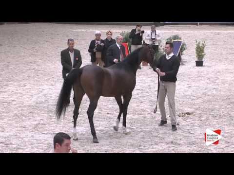 N.78 FORELOCK'S SHAHEEN - DEAUVILLE 2015 - 2 year old colts (Class 7)