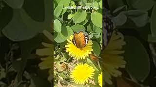 奇想天外動物物語 #癒し  #おすすめ  #natural