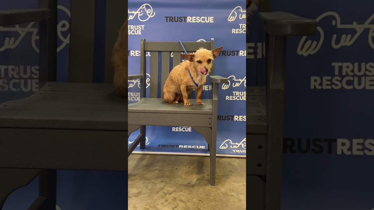 Enlarge MAJA, a Adoptable mixed breed in Berlin, NJ video 2/6