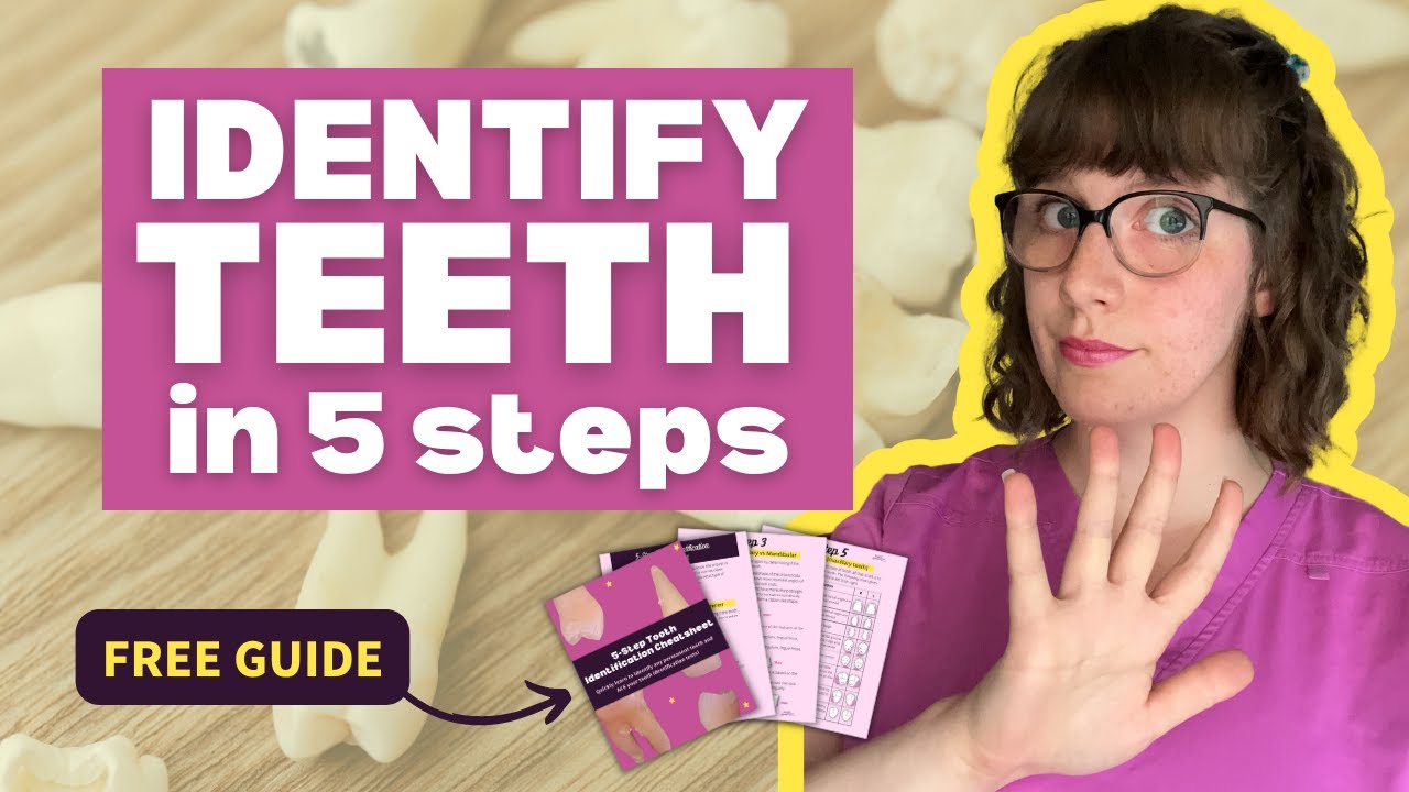 How to ACE Your Tooth Identification Exams | Quickly Identify Teeth in 5 Steps
