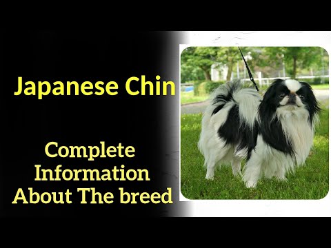 , title : 'Japanese Chin. Pros and Cons, Price, How to choose, Facts, Care, History'