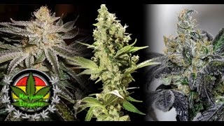 Top 5 Sativa Strains
