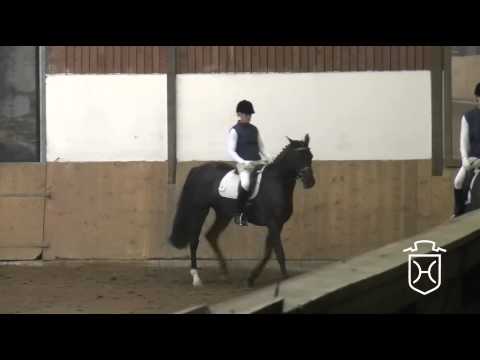 Holsteiner Stute von Castellan I - Carolus I - Calypso II