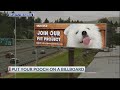 How to feature your pet on a billboard — for free
