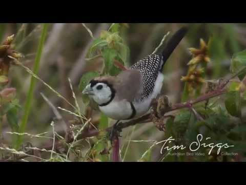 Amada Bichenova (Stizoptera bichenovii) — video o speve a chove