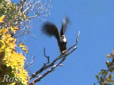 bald eagle takes flight