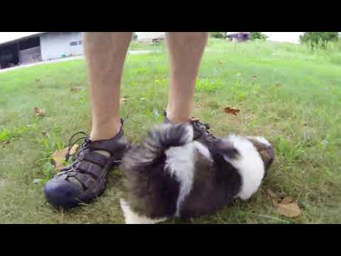 Sammy the Shichon puppy