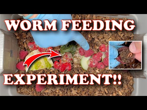 Fast vs Slow Worm Food 🪱 New Experiment, Worm Bin Tips & Surprising Results!