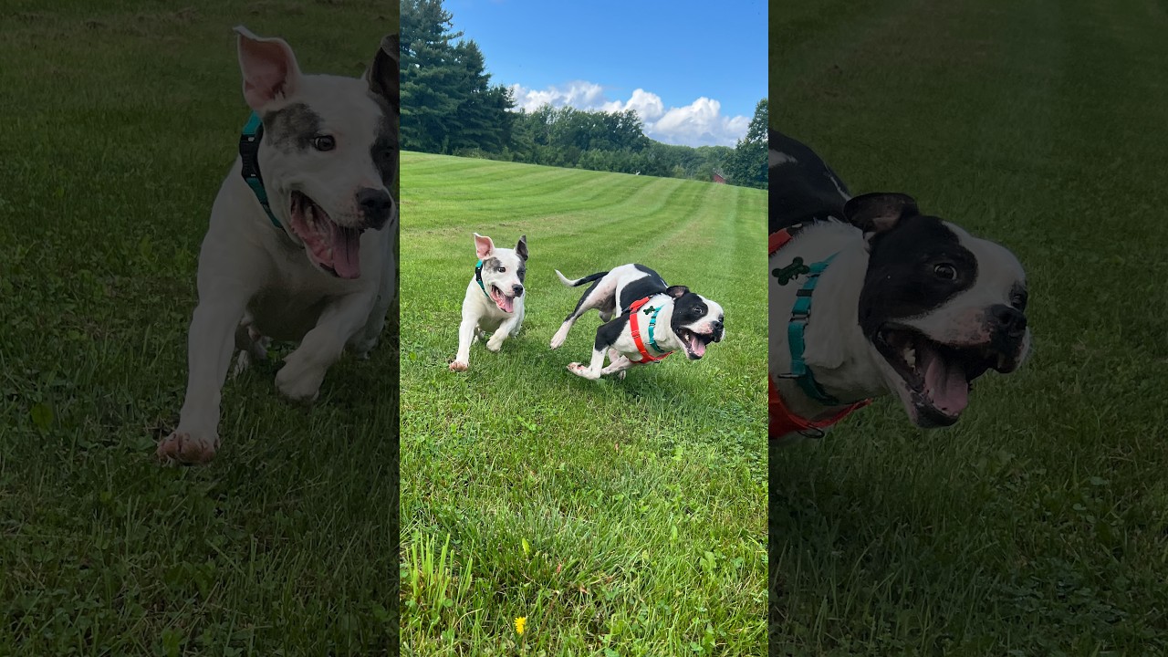 Bugs, a ADOPTABLE mixed breed in kingston, NY video 6/6