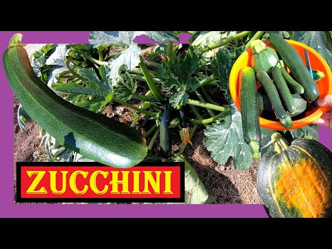 , title : 'Zucchini anbauen 🥒🏵 Ertragsgiganten und einfach im Anbau 🌱🌸 Zucchini vorziehen, pflegen, ernten 🍀 4K'