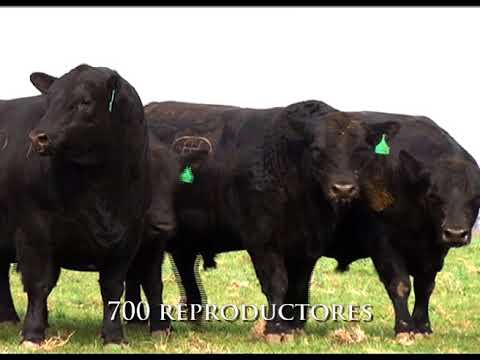 80° Remate Anual Las Lilas