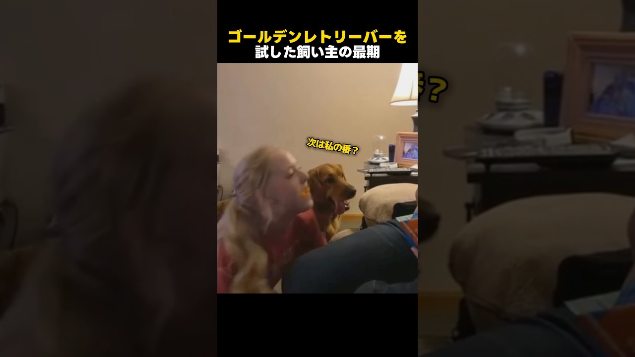 飼い主さんにおやつを奪われたゴールデンレトリーバーの行動🍟